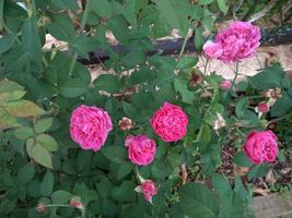 Pink Rose flower with raindrops on background pink roses flowers. Nature. photo