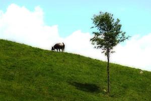 In an alpine pasture, a cow and a plant photo