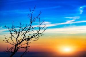 sunset tree landscape photo