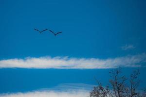 two herons in flight photo