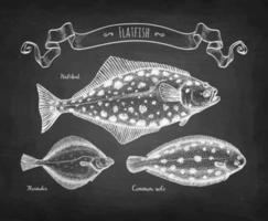 Chalk sketch of flatfish vector