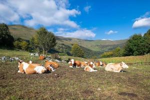 Cows grazing on the Bergamo Alps in northern Italy photo