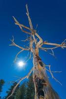 Dried tree burned from erupting Mount Etna photo