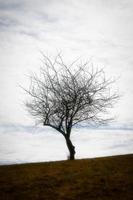 Silhouette of a plant alone in a meadow photo