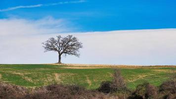 Lonely oak plant in the meadow in panoramic photography in Tuscany Italy photo