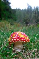 Poisonous mushroom Amanita phalloides in the meadow photo