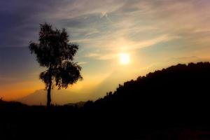 Silhouette of birch plant on the alps at sunset photo