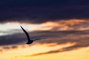 Seagull flies in a colorful sky of dark clouds after thunderstorm to the sea photo