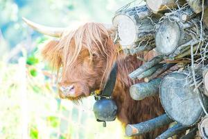 vaca de las tierras altas con cencerro en el cuello foto