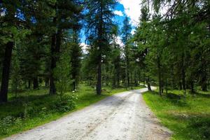 Dirt road in the middle of a forest in the Alps photo