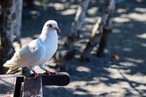 dove view white is enjoying a walk on the sand of Cacalan beach, Banyuwangi photo