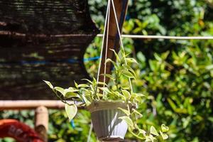 panoramic view of potted plants outside with trees in the background photo