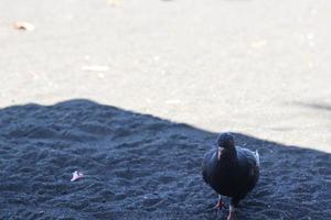 view of black doves enjoying walking on the sand of Banyuwangi's Cacalan beach photo