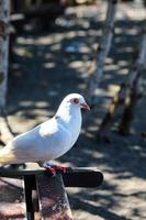 dove view white is enjoying a walk on the sand of Cacalan beach, Banyuwangi photo