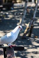 dove view white is enjoying a walk on the sand of Cacalan beach, Banyuwangi photo