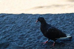 vista de palomas negras disfrutando caminando sobre la arena de la playa cacalan de banyuwangi foto