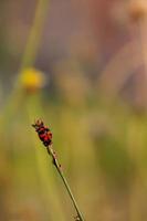 Fresh red beetles hanging from tree branches photo