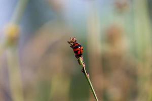 Fresh red beetles hanging from tree branches photo