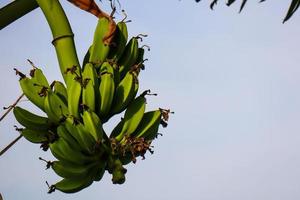 A bunch of green bananas that are about to ripen in a fresh green color, banana tree background photo