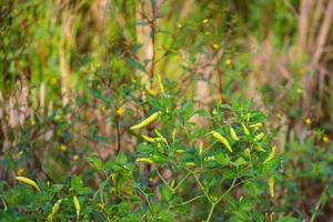 Cayenne pepper that looks fresh and fresh is ready to be harvested photo