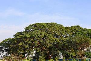 a big oak tree alone with a clear sky photo