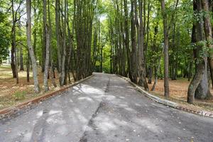 A beautiful road lined with trees in early autumn. photo