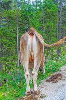View of the back of a cow on a pasture in the Alps photo