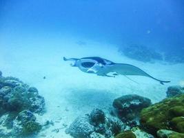 Picture of an Manta ray photo