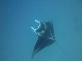 Close up of a manta ray off the coast of Palau photo