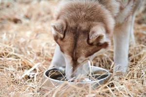 perro husky siberiano bebe agua de un tazón de metal perro husky con color marrón blanco descansando después de una carrera foto