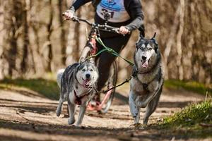 Running Siberian Husky sled dogs in harness pulling scooter on autumn forest dry land scootering photo