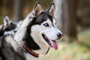 Siberian Husky dog profile portrait with black gray white coat color, cute sled dog breed photo