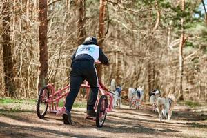 Back view to man musher rides on three wheeled cart with Siberian Husky sled dogs in harness photo