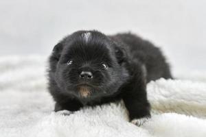 Little Chihuahua puppy lying on soft white fabric, cute sleepy brown white dog breed on white photo