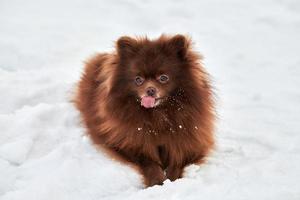 feliz perro pomeranian spitz yace en la nieve del invierno y lamiendo lindo retrato de cachorro spitz marrón chocolate foto