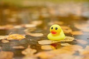 Autumn duck toy in puddle with leaves photo