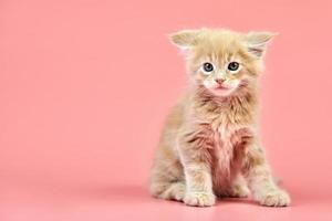 Maine coon cream kitten photo