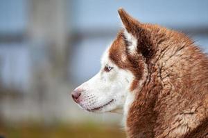 Husky dog portrait photo