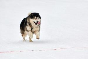 Running Malamute dog on sled dog racing photo