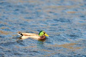 Drake mallard duck, close up photo