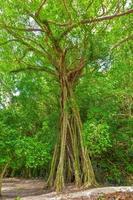 Old and tall mangrove tree on Palau photo