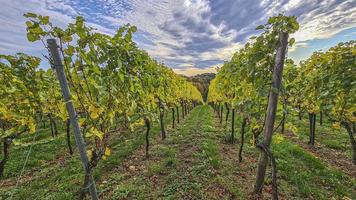 Picture of vines in a vineyard at evening time in autumn with contrasting sky photo