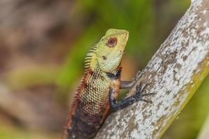 Image of colorful lizard sitting on a branch and observing the surroundings in maldives photo