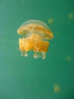 Close up picture of a Jellyfish photo