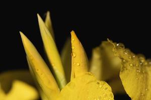 Yellow flower with water droplets photo