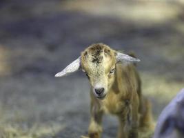 A cute small baby brown goat photo