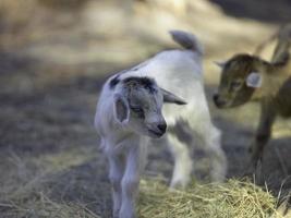 una linda cabra bebé blanca y marrón foto