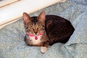 Grey and white tabby cat on a bed photo