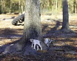 Several small baby goats playing together photo