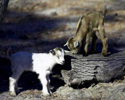 Two baby goats playing together photo